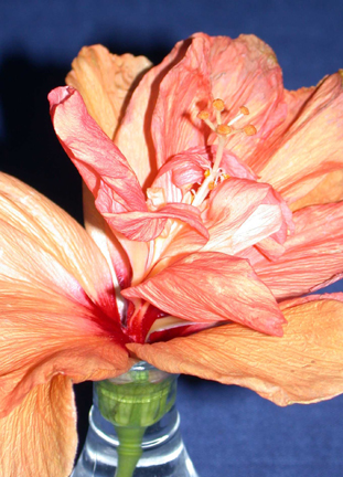 Image - photo of orange hibiscus flower